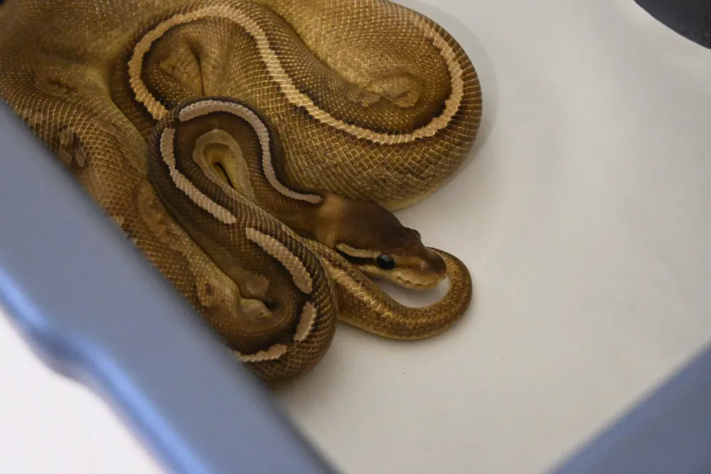 Cinnamon Pastave Het Monsoon : 순이 사진 2