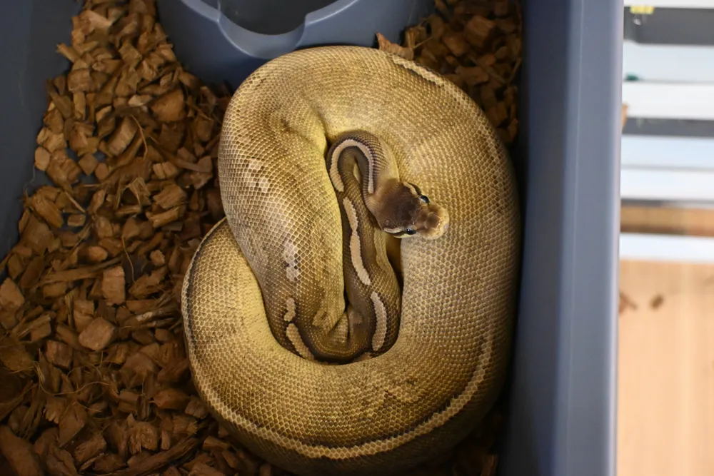 Cinnamon Pastave Het Monsoon : 순이 사진 7