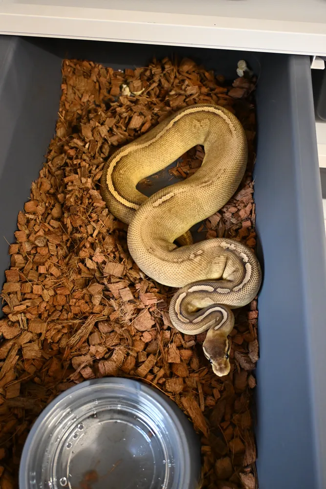 Cinnamon Pastave Het Monsoon : 순이 사진 6