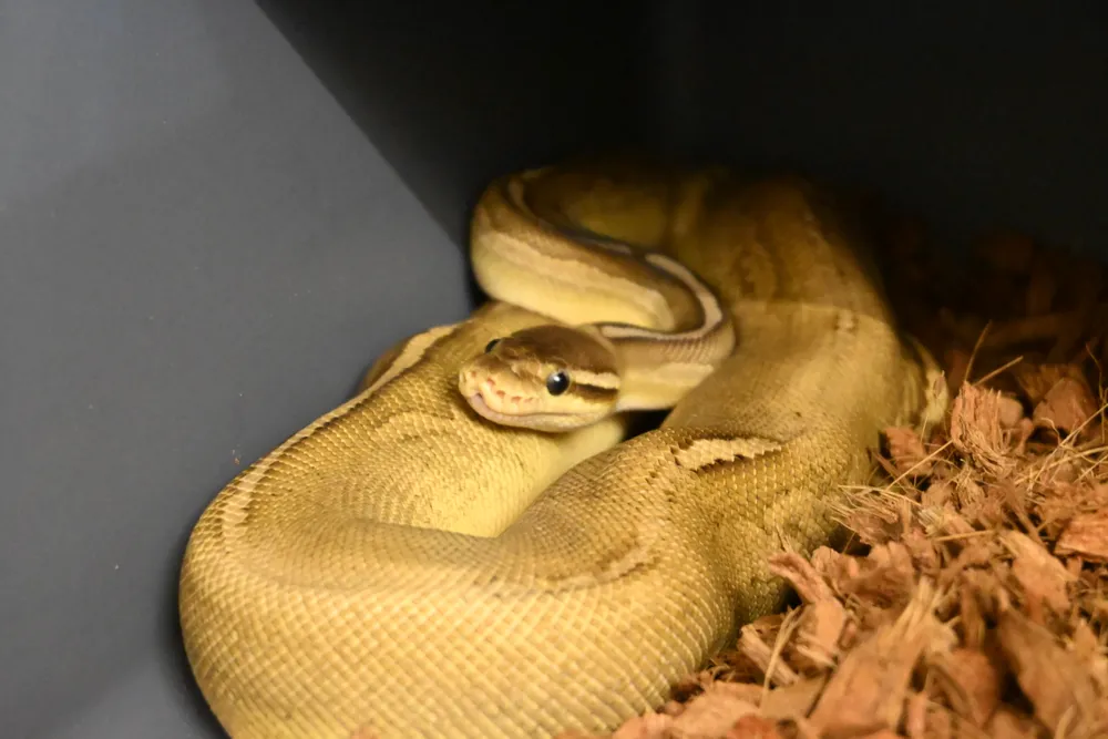 Cinnamon Pastave Het Monsoon : 순이 사진