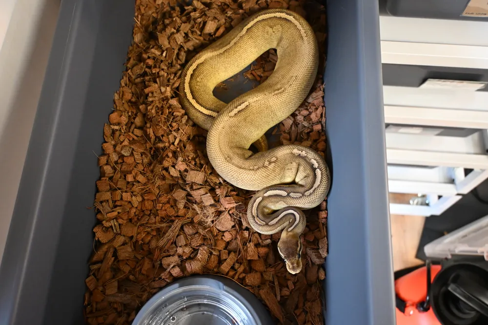 Cinnamon Pastave Het Monsoon : 순이 사진 5