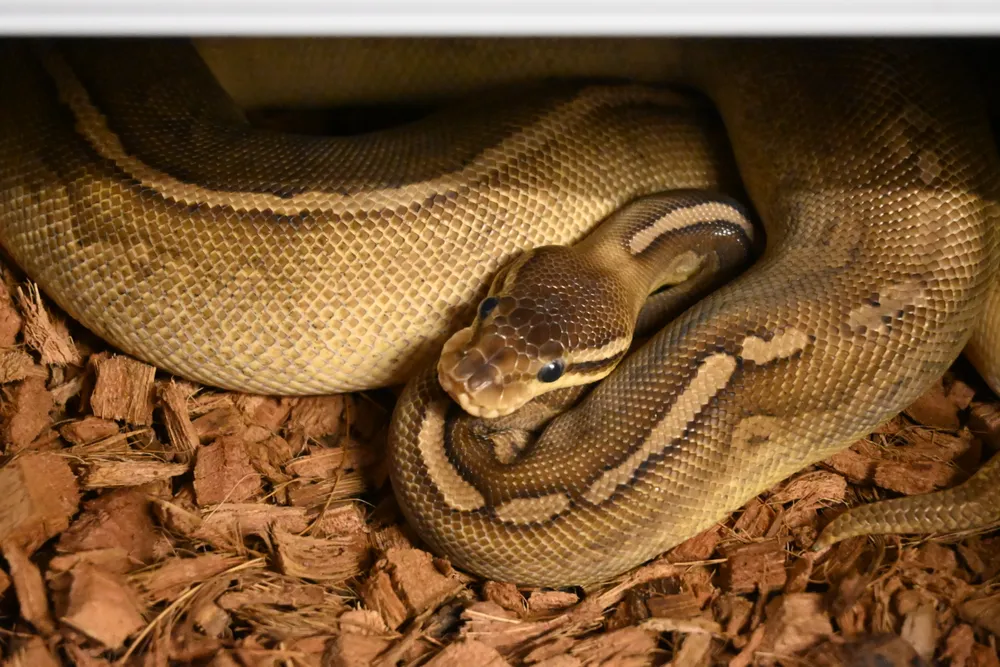 Cinnamon Pastave Het Monsoon : 순이 사진 4
